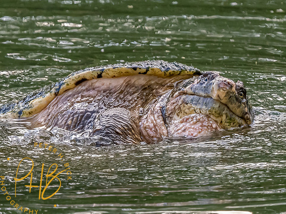 Indiana Birds and Wildlife 2023 3022-Edit