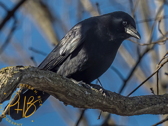 Indiana Birds and Wildlife 2023 0783-Edit