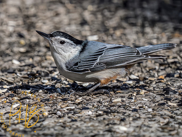 Indiana Birds and Wildlife 2023 0637-Edit