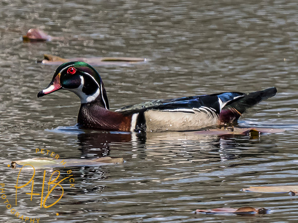 Indiana Birds and Wildlife 2023 2146-Edit