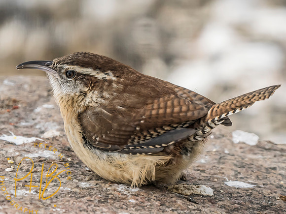 Indiana Birds and Wildlife 2025 1142-Edit