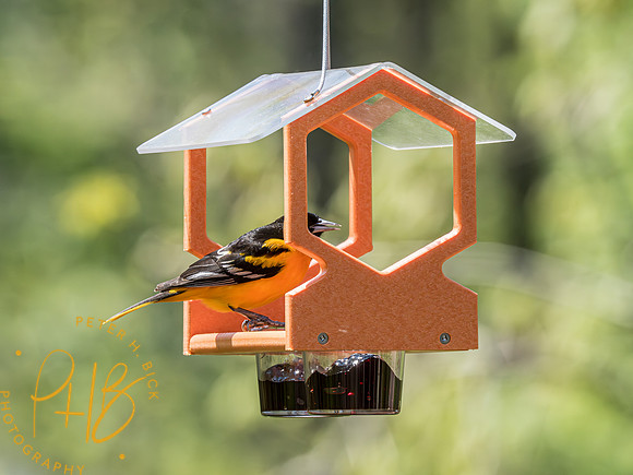 Indiana Birds and Wildlife 2023 2839-Enhanced-NR
