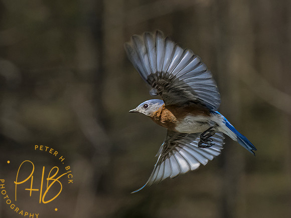 Indiana Birds and Wildlife 2023 1657-Edit