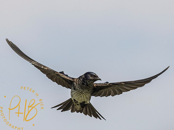 Indiana Birds and Wildlife 2023 3374-Edit