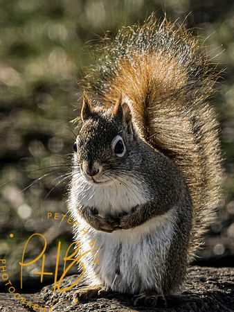 Indiana Birds and Wildlife 2023 0084-Edit