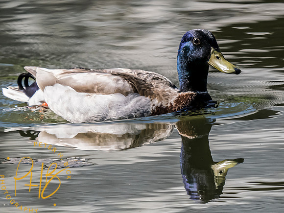 Indiana Birds and Wildlife 2023 1819-Edit