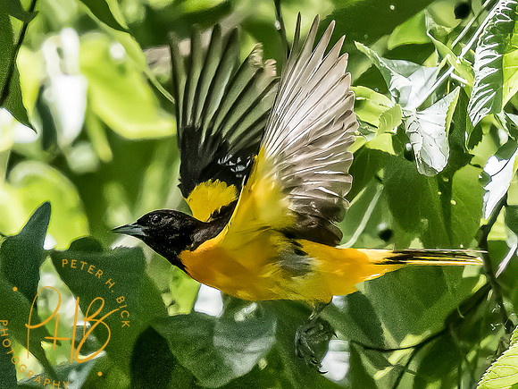 -Indiana Birds and Wildlife 2022 5729-Edit-Edit
