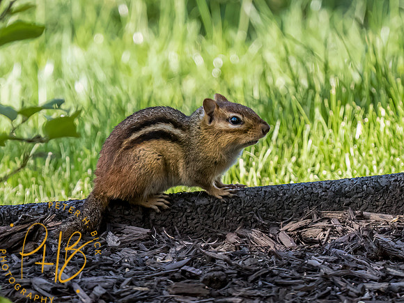 Indiana Birds and Wildlife 2023 3085-Edit