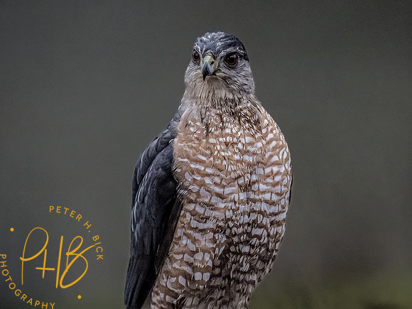 Indiana Birds and Wildlife 2023 0120-Edit