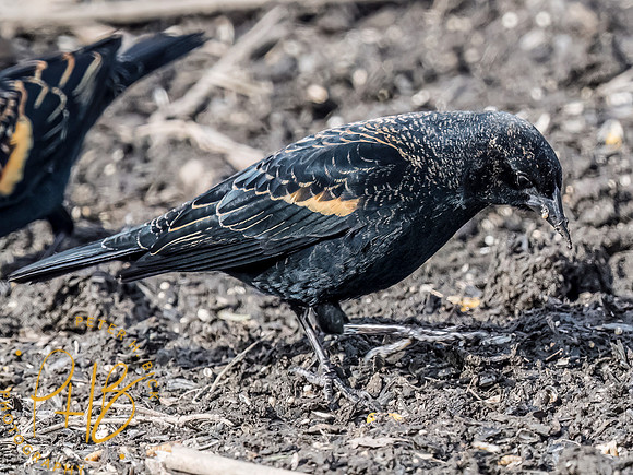 Indiana Birds and Wildlife 2023 0411-Edit