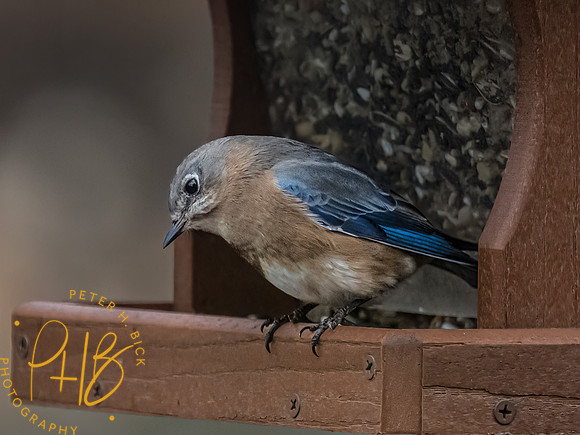 Indiana Birds and Wildlife 2023 0035-Edit