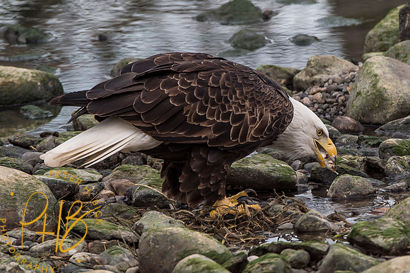 Bald Eagle 2016 0331