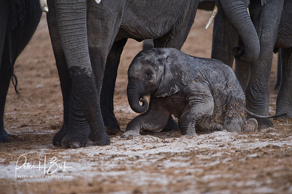Africa 08 3977
