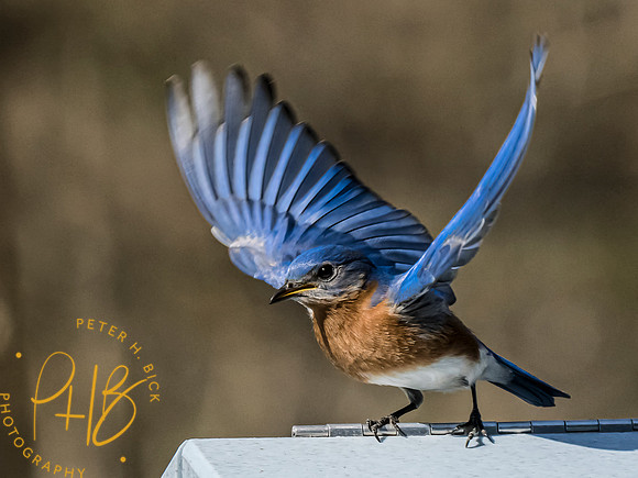 Indiana Birds and Wildlife 2023 1773-Edit