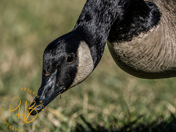 Indiana Birds and Wildlife 2023 0936-Edit