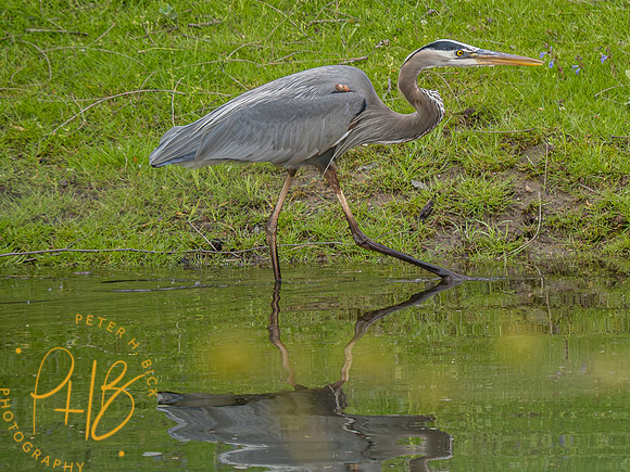 Indiana Birds and Wildlife 2023 2661-Enhanced-NR