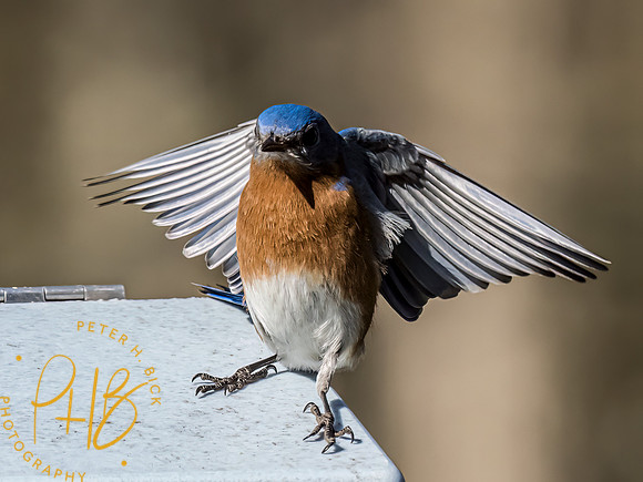 Indiana Birds and Wildlife 2023 1760-Edit