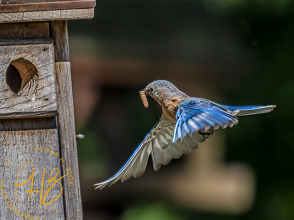 -Indiana Birds and Wildlife 2022 6593-Edit-Edit