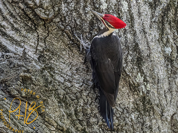 Indiana Birds and Wildlife 2023 2211-Edit