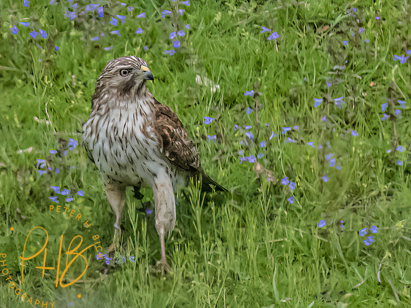 Indiana Birds and Wildlife 2023 2483-Edit