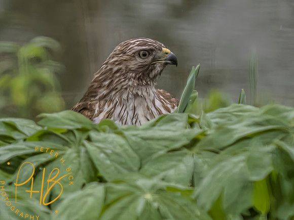 Indiana Birds and Wildlife 2023 2399-Edit