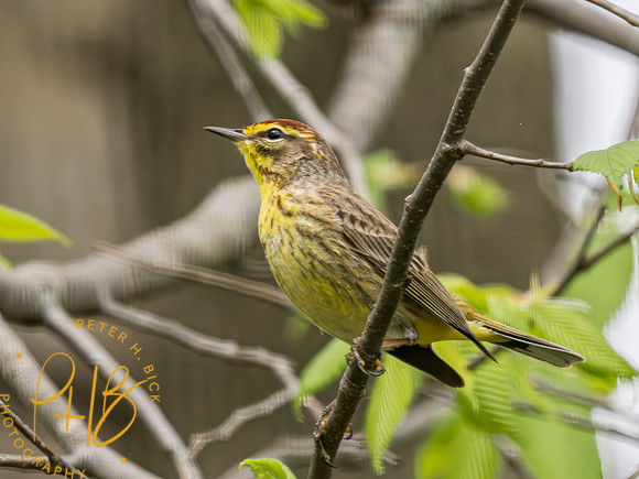 Indiana Birds and Wildlife 2023 2939-Enhanced-NR-Edit