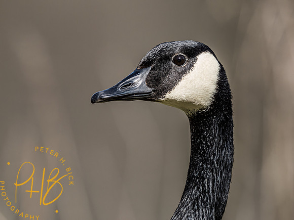 Indiana Birds and Wildlife 2023 0933-Edit