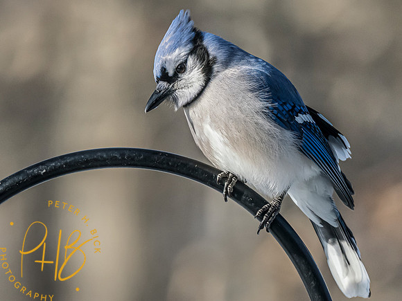 Indiana Birds and Wildlife 2023 0268-Edit
