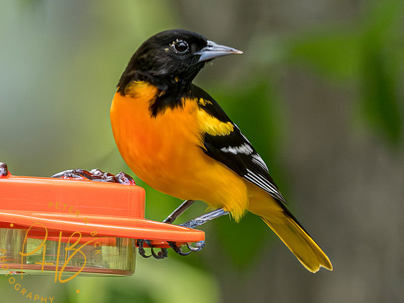 Indiana Birds and Wildlife 2023 3494-Enhanced-NR