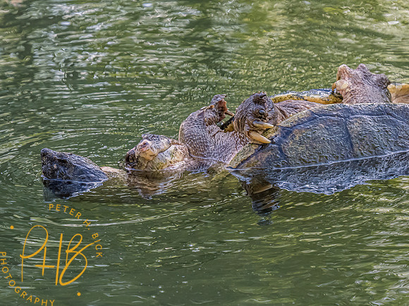 Indiana Birds and Wildlife 2023 3062-Edit