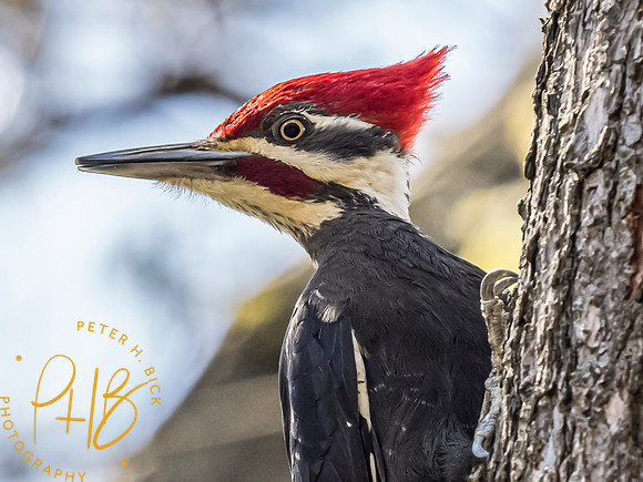 Indiana Birds and Wildlife 2023 2183-Edit