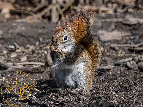 Indiana Birds and Wildlife 2023 0634-Edit