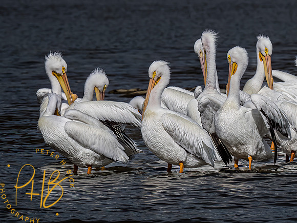 Indiana Birds and Wildlife 2023 0738-Edit