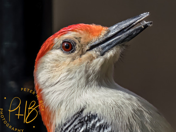 Indiana Birds and Wildlife 2023 0446-Edit-Edit