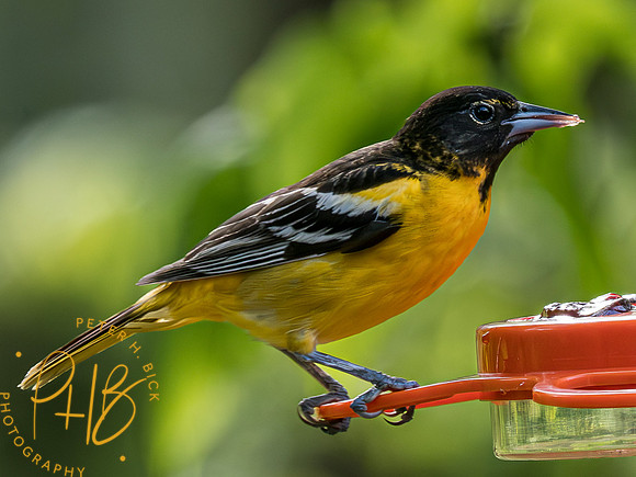 Indiana Birds and Wildlife 2023 3550-Enhanced-NR