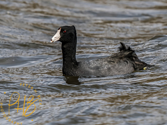 Indiana Birds and Wildlife 2023 1555-Edit