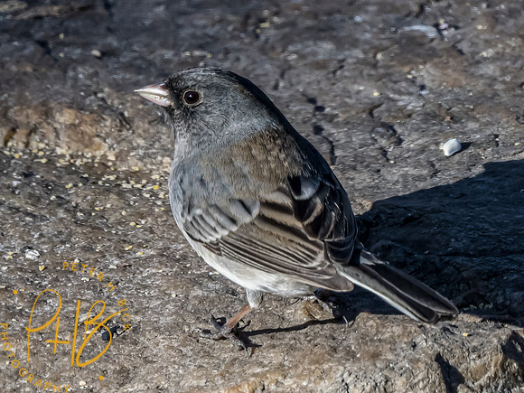 Indiana Birds and Wildlife 2023 0603-Edit