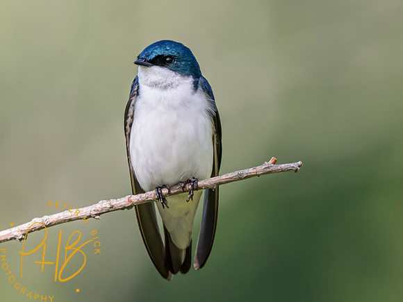 Indiana Birds and Wildlife 2023 3317-Edit