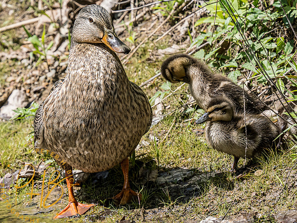 Indiana Birds and Wildlife 2024 5425-Edit