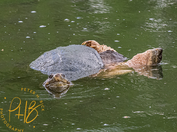 Indiana Birds and Wildlife 2023 2966-Edit