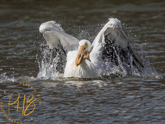 Indiana Birds and Wildlife 2023 0695-Edit