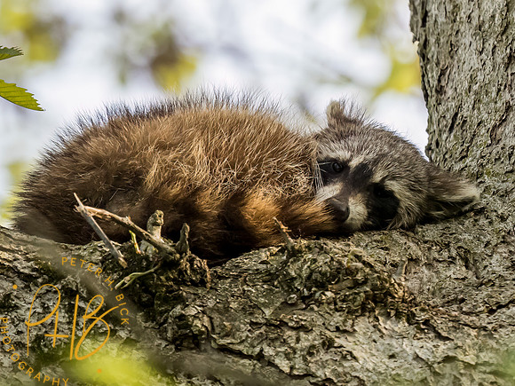 Indiana Birds and Wildlife 2023 3138-Edit
