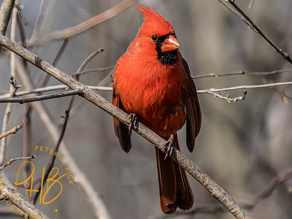 Indiana Birds and Wildlife 2023 0373-Edit
