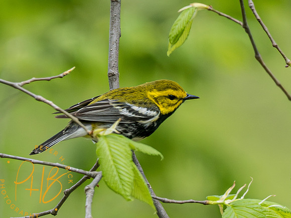 Indiana Birds and Wildlife 2023 2870-Enhanced-NR