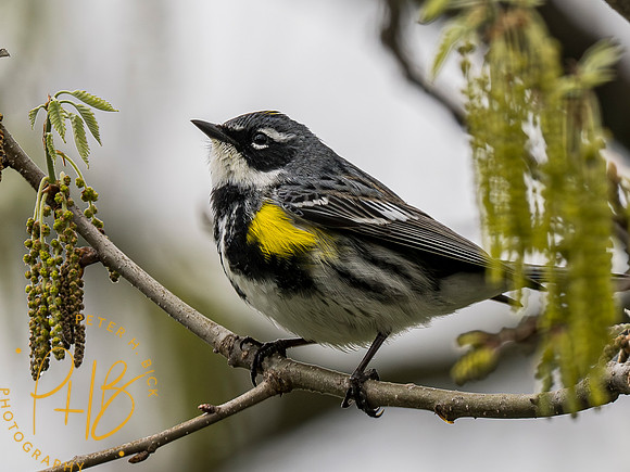 Indiana Birds and Wildlife 2023 2653-Enhanced-NR