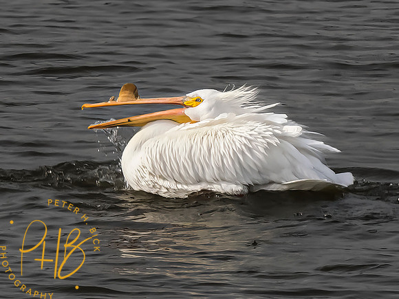 Indiana Birds and Wildlife 2023 1588-Edit