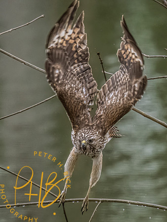 Indiana Birds and Wildlife 2023 2392-Edit