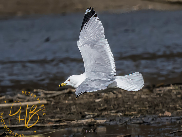 Indiana Birds and Wildlife 2023 0704-Edit