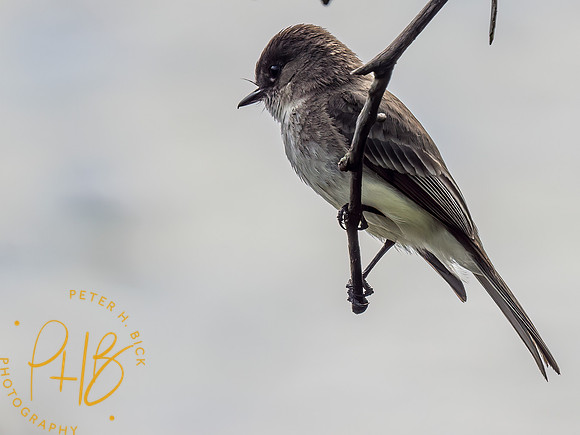Indiana Birds and Wildlife 2023 3236-Edit