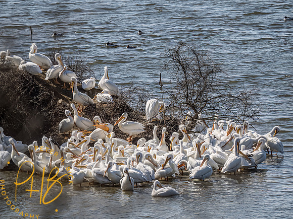 Indiana Birds and Wildlife 2023 0917-Edit